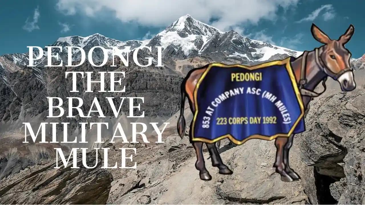 Pedongi: The Service Mule Who Gave Her All for India