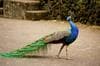 The Nation's Pride(ful) Peacocks