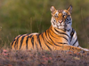 Save the Big Wild Cat: International Tiger Day