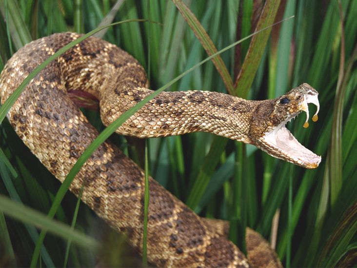 I will bite you but not before clicking a pic for "Snakegram"; Image Source: Healthline