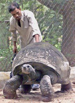 Giant tortoise Adwait who died at the age of 225 and was one of the oldest living animals on earth; Source: Public Domain